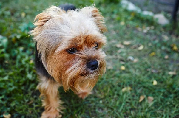 芝生の上の美しいヨークシャーのテリアが遊びを待っています 素敵な犬の肖像画 — ストック写真
