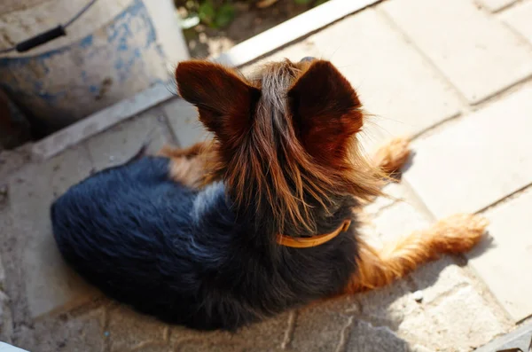 Красивый Йоркширский Терьер Рядом Домом Собака Защищает Дом — стоковое фото