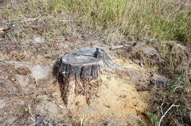 Parlak bir ormanda ağaç kütüğü. Ormanların tahrip edilmesinden sonra ağaç kütüğü