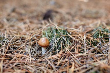 Sonbahar ormanında yabani mantarlar. Soyadı Boletaceae, Bilimsel adı Suillus
