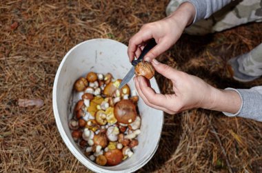 Sonbahar ormanlarında yabani mantar topluyorum. Mantar tarlama ve mantar bulma.