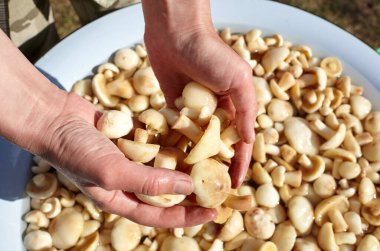 Temiz, soyulmuş Suillus mantarları kasede. Mantar yıkayan kadın