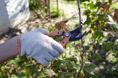 Arka bahçede kadın bahçıvanlığı. Kadın eli ve kesiciler gül çalılığında solmuş çiçekleri kesiyor. Bahçe işleri, bahçede budama makası olan budama bitkileri.