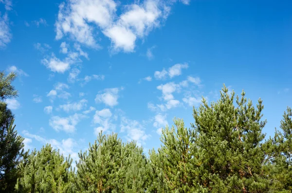Bosque Contra Cielo Pinos Contra Cielo Azul Con Nubes Día — Foto de Stock