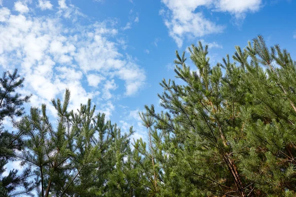 Bosque Contra Cielo Pinos Contra Cielo Azul Con Nubes Día — Foto de Stock