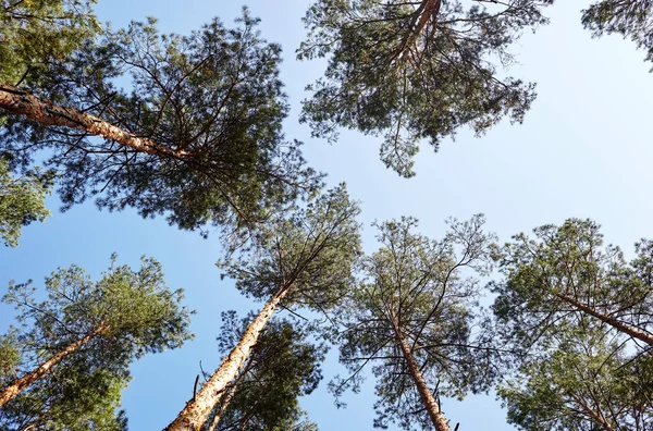 常绿森林中高大的老树的最底层景观 背景是蓝天 森林中树木的低角度视图 自然背景 — 图库照片
