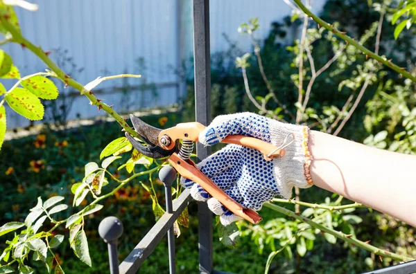 Una Donna Che Giardinaggio Giardino Mani Delle Donne Con Forbici — Foto Stock