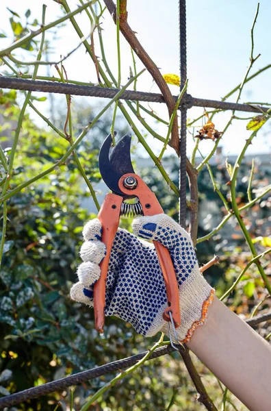 Gartenarbeit Hinterhof Frauenhände Mit Gartenschere Schneiden Welke Blumen Rosenstrauch Saisonale — Stockfoto