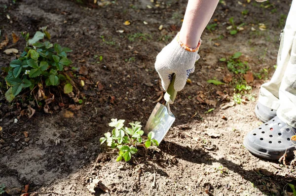 Gartenarbeit Hinterhof Frauenhände Graben Mit Kleinen Schaufeln Den Boden Aus — Stockfoto