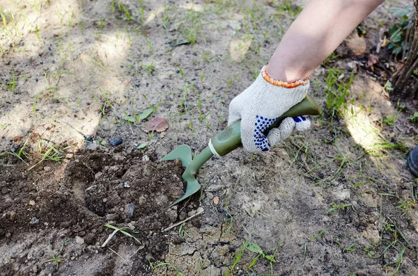 Una Donna Che Giardinaggio Giardino Mani Delle Donne Con Una — Foto Stock