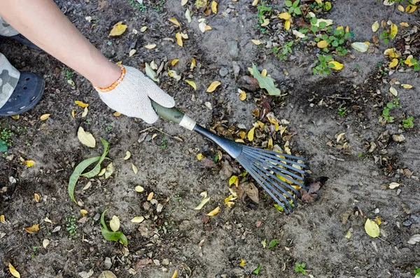 Gartenarbeit Hinterhof Die Hände Des Gärtners Lockern Mit Einer Harke — Stockfoto