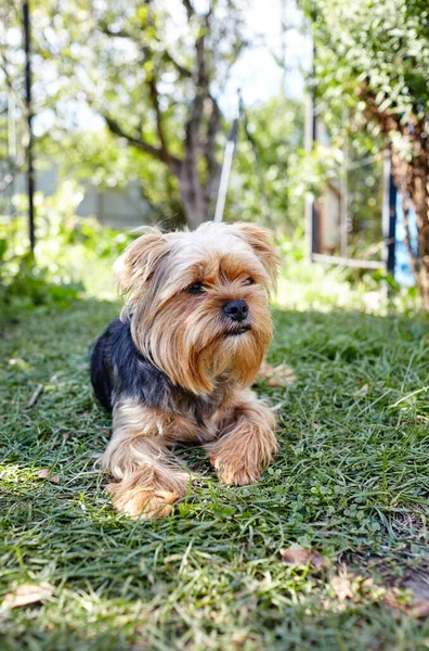 Hermoso Yorkshire Terrier Césped Esperando Para Jugar Retrato Perro Bonito —  Fotos de Stock