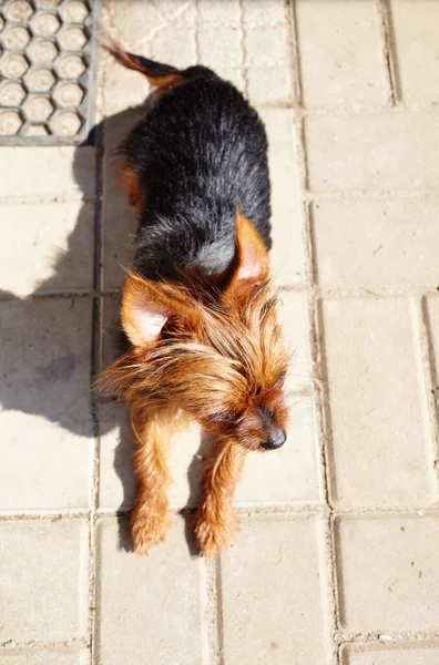 Hermoso Yorkshire Terrier Cerca Puerta Casa Perro Protege Casa —  Fotos de Stock