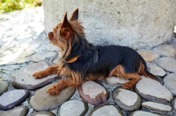 Hermoso Yorkshire Terrier Cerca Puerta Casa Perro Protege Casa —  Fotos de Stock