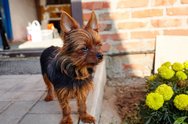 Hermoso Yorkshire Terrier Cerca Puerta Casa Perro Protege Casa —  Fotos de Stock