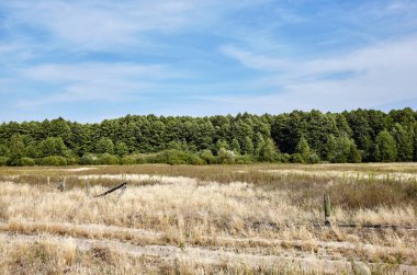 Gökyüzüne ve çayırlara karşı yoğun orman. Bir sıra ağacın ve mavi gökyüzünün güzel manzarası