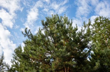 Orman gökyüzüne karşı. Güneşli bir günde bulutlu mavi gökyüzüne karşı çam ağaçları.