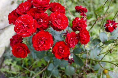 Bahçede kırmızı güller. Yaz ışığında güzel güllerle dolu bir çalılık. Güzel bahar ya da yaz çiçek açan gül bitkisi