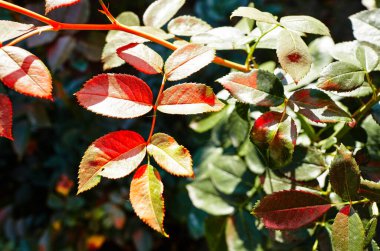 Bahçedeki güneş ışınlarındaki gül yapraklarının soyut görüntüsü. Seçici odak, bulanık arkaplan