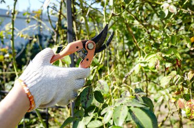 Arka bahçede kadın bahçıvanlığı. Kadın eli ve kesiciler gül çalılığında solmuş çiçekleri kesiyor. Bahçe işleri, bahçede budama makası olan budama bitkileri.