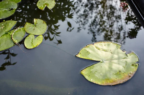 Dekorativní Jezírko Zelenými Listy Zahradě Květina Jedné Lekníny Vodní Hladině — Stock fotografie