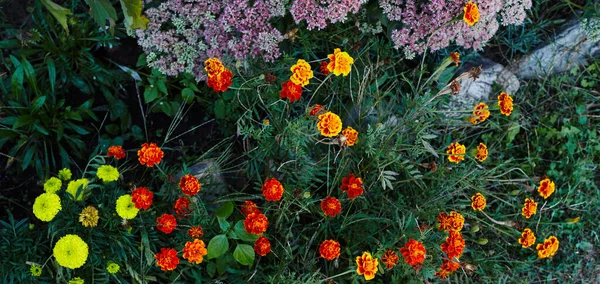 Tagetes Patula Французская Мэриголд Желтый Оранжевый Цветок Закройте Красивые Цветки — стоковое фото