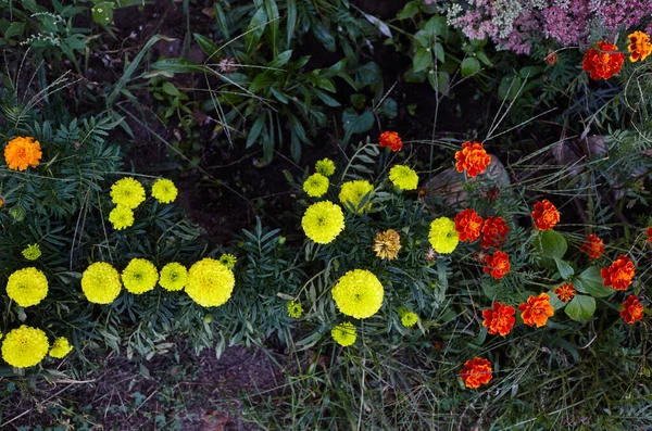 Tagetes Patula Caléndula Francesa Flor Amarilla Naranja Cerrar Hermosa Flor — Foto de Stock