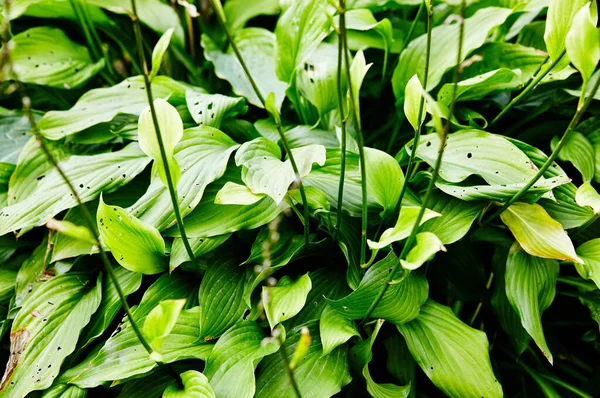 Όμορφη Hosta Αφήνει Φόντο Hosta Ένα Διακοσμητικό Φυτό Για Τον — Φωτογραφία Αρχείου