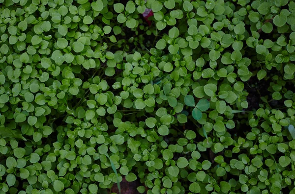 Kikkerkruid Stellaria Media Plant Tuin Planten Zijn Eenjarig Met Zwakke — Stockfoto