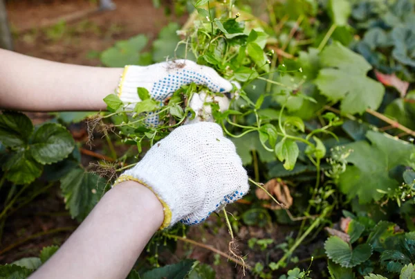 Una Donna Che Giardinaggio Giardino Mani Delle Donne Rimuovono Erbacce — Foto Stock