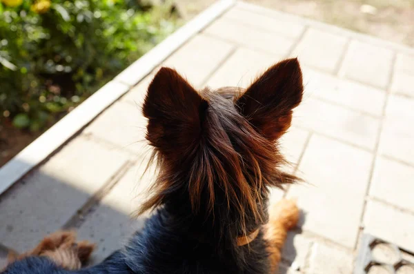 Mooie Yorkshire Terriër Buurt Van Huis Deur Hond Beschermt Het — Stockfoto