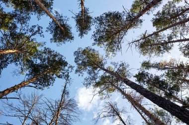 Evergreen Ormanı 'ndaki uzun ve yaşlı ağaçların alt manzarası. Arka planda mavi gökyüzü. Ormandaki ağaçların alçak açılı görüntüsü, doğal arka plan.