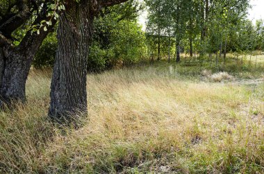 Dalgalı kuru çimlerin ve ormandaki ağaçların soyut görüntüsü. Seçici odak, bulanık arkaplan