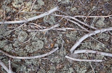 Kozalaklı ormanda yerde kurumuş ağaç dalları var. Ormanlıkta odun ve iğnelere yakın çekim