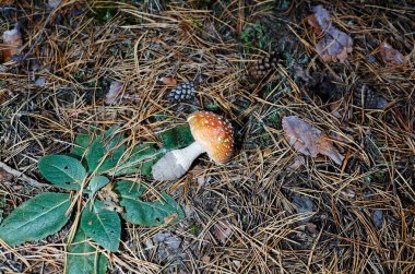 Zehirli ve halüsinojen mantar iğneler ve yapraklar içinde sonbahar ormanı arka planında Fly Agaric. Amanita Muscaria, zehirli mantar. Seçici odak, bulanık arkaplan