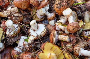 Kirli, soyulmamış kova içindeki Suillus mantarları. Sonbahar ormanlarında yabani mantar topluyorum. Soyadı Boletaceae, Bilimsel adı Suillus. Üst görünüm