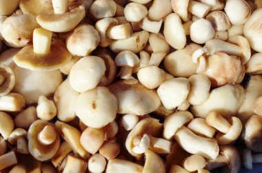 Temiz, soyulmuş metal tavada Suillus mantarları. Taze pişmemiş mantar arka planı. Üst görünüm