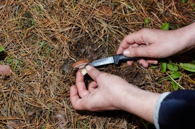 Sonbahar ormanlarında yabani mantar topluyorum. Mantar tarlama ve mantar bulma.