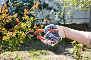 Arka bahçede kadın bahçıvanlığı. Kadın eli ve kesiciler gül çalılığında solmuş çiçekleri kesiyor. Bahçe işleri, bahçede budama makası olan budama bitkileri.