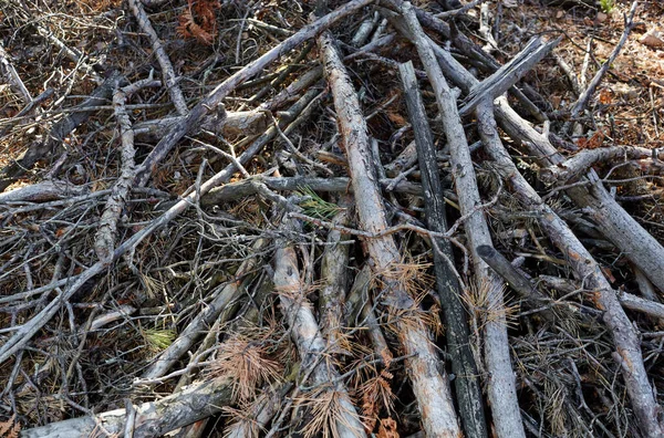 Egy Rakás Száraz Faág Földön Tűlevelű Erdőben Közeli Fekvése Aljnövényzetben — Stock Fotó