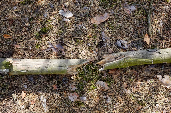 Száraz Faág Földön Tűlevelű Erdőben Tűk Kúpok Közelsége Aljnövényzetnél — Stock Fotó