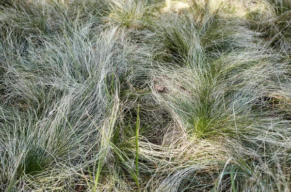 Абстрактное Изображение Волнистой Травы Поле Природные Грязные Сочные Длинные Зеленые — стоковое фото
