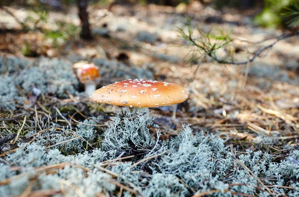 Fungo Tossico Allucinogeno Vola Agarico Aghi Foglie Sullo Sfondo Della — Foto Stock