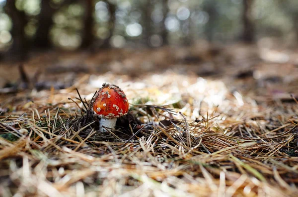 Cogumelo Tóxico Alucinógeno Voe Agaric Agulhas Folhas Fundo Floresta Outono — Fotografia de Stock