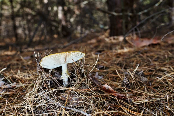 Fungo Tossico Allucinogeno Vola Agarico Aghi Foglie Sullo Sfondo Della — Foto Stock