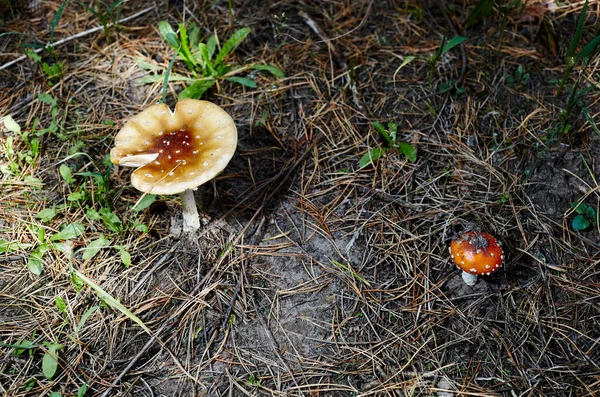 Fungo Tossico Allucinogeno Vola Agarico Aghi Foglie Sullo Sfondo Della — Foto Stock