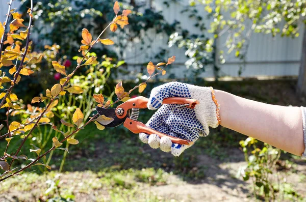 Gartenarbeit Hinterhof Frauenhände Mit Gartenschere Schneiden Welke Blumen Rosenstrauch Saisonale — Stockfoto