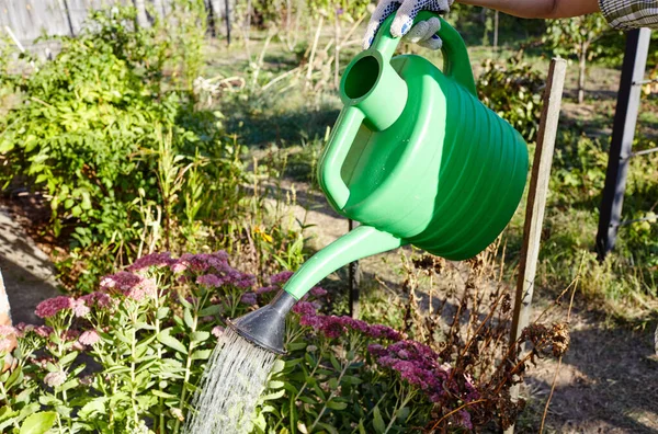 Woman gardening in backyard. Women\'s hands hold watering can and watering flowers