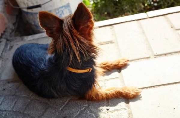 家のドアの近くの美しいヨークシャーのテリア 犬は家を守る — ストック写真