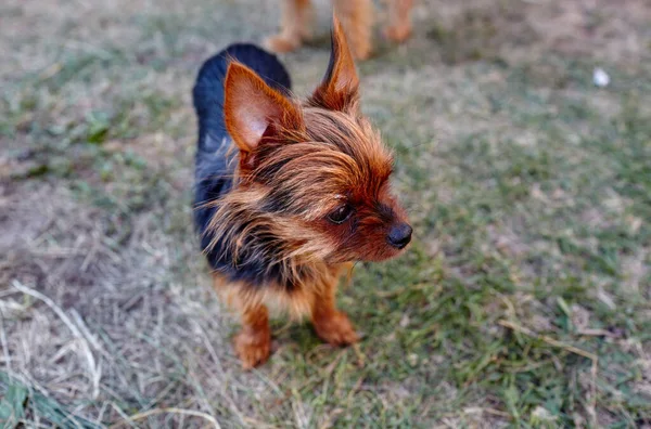 Adorable Little Yorkshire Terrier Looking Curiously Away Funny Facial Expression — Stock Photo, Image